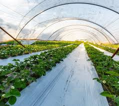 تصویر 2 از نایلون عریض گلخانه ای مقاوم در برابر کشش